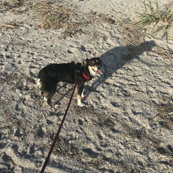 Brohard Paw Park & Beach - My happy Kona girl - Dog Parks Near Me - Venice, Florida