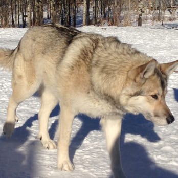 Yamnuska Wolfdog Sanctuary - Tours Near Me - Cochrane, Alberta Yamnuska Wolfdog Sanctuary - Tours Near Me - Cochrane, Alberta