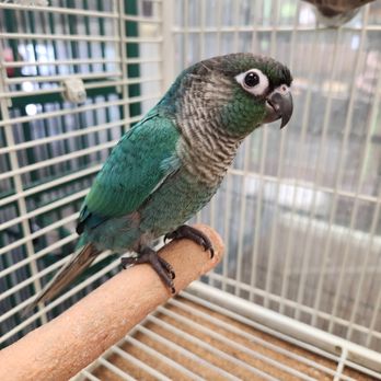 Pettin Place - Blue Green Cheek Conure - Pet Stores Near Me - Reno, Nevada Pettin Place - Blue Green Cheek Conure - Pet Stores Near Me - Reno, Nevada