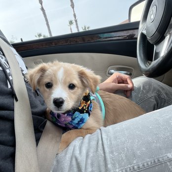 Jasmine Pet Grooming - Pet Groomers Near Me - Brea, California