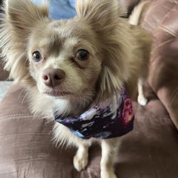 Bell's Pet Spa And Lodge