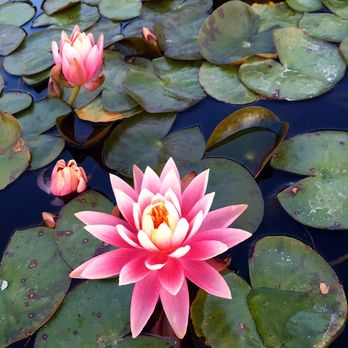 Tan Zig - Contact Dr. Lee now to book your virtual holistic healing session. (424) 291-2124 - Life Coach Near Me Tan Zig - Contact Dr. Lee now to book your virtual holistic healing session. (424) 291-2124 - Life Coach Near Me