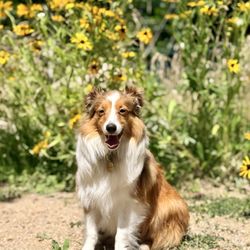 McCartney Property Management - Our puppy in the beautiful dog park