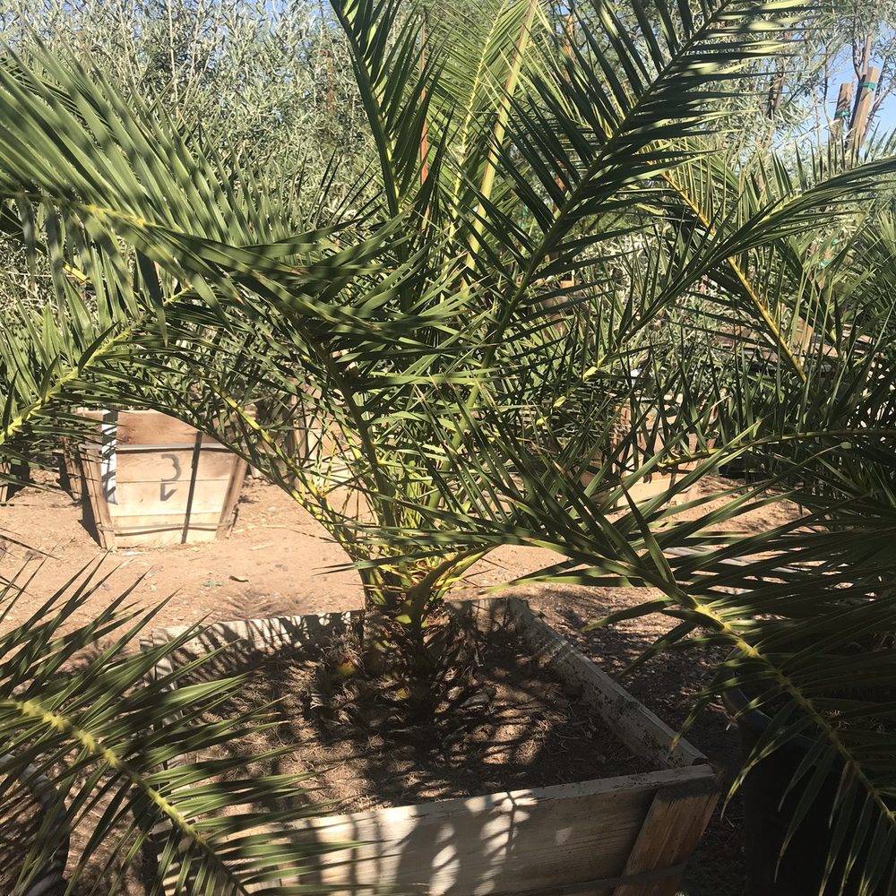 Treeland Nurseries - Canary Palm from Treeland - Nurseries & Gardening Near Me - Mesa, Arizona