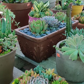 Ricardo's Nursery - This place has an amazing variety of succulents/houseplants at some stellar prices! It's a huge 7 acre property and the staff is so nice - Nurseries & Gardening Near Me - Long Beach, California Ricardo's Nursery - This place has an amazing variety of succulents/houseplants at some stellar prices! It's a huge 7 acre property and the staff is so nice - Nurseries & Gardening Near Me - Long Beach, California