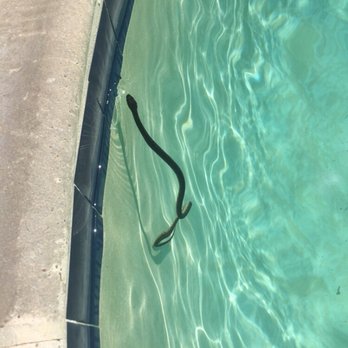 Sawmill Creek - Oh look sawmill there's a snake on the plane! No wait it's in your pool.... - Apartments Near Me - River Ridge, Louisiana Sawmill Creek - Oh look sawmill there's a snake on the plane! No wait it's in your pool.... - Apartments Near Me - River Ridge, Louisiana