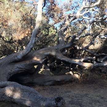 Los Osos Oaks State Reserve - Hiking Near Me - Los Osos, California Los Osos Oaks State Reserve - Hiking Near Me - Los Osos, California
