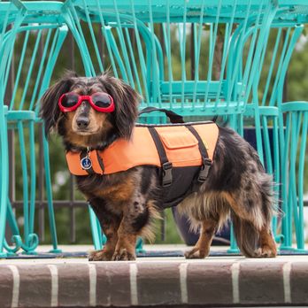 Instinct Dog Behavior & Training - Nashville - Pet Training Near Me Instinct Dog Behavior & Training - Nashville - Pet Training Near Me