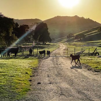The Mill at 43 Ranch - Olive Oil Near Me - San Ardo, California