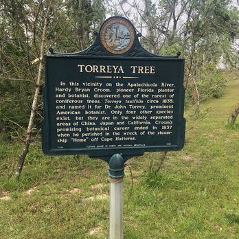 Torreya State Park - Torreya Tree - Parks Near Me - Bristol, Florida