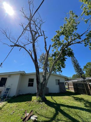 Tree Removal - This tree was very dead in a customers backyard. We got this job done and cleaned up in one day! Tree Removal - This tree was very dead in a customers backyard. We got this job done and cleaned up in one day!