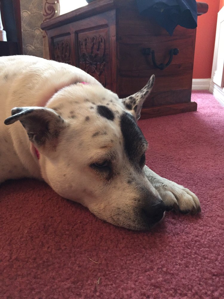 ARCHER ANIMAL HOSPITAL Updated September 2024 11 Reviews 16105 SW