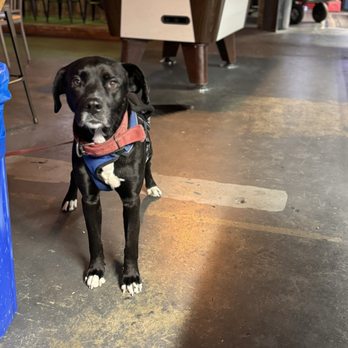 Heathens Den Axe Throwing & Ales - a black dog with a red bandanna on his neck - Axe Throwing Near Me - Marion, North Carolina Heathens Den Axe Throwing & Ales - a black dog with a red bandanna on his neck - Axe Throwing Near Me - Marion, North Carolina