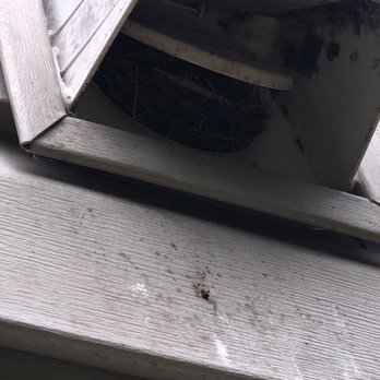 Master Cleaning Services - It's hard to see, but the birds nest was just pushed back into the vent flap after he pushed his vacuum hose in the duct. - Carpet Cleaning Near Me - Virginia Beach, Virginia Master Cleaning Services - It's hard to see, but the birds nest was just pushed back into the vent flap after he pushed his vacuum hose in the duct. - Carpet Cleaning Near Me - Virginia Beach, Virginia