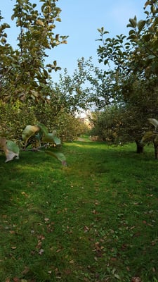 Poverty Lane Orchards by null