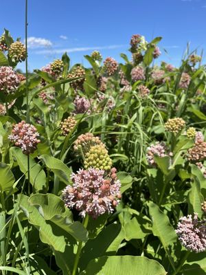 The Windham Path by null