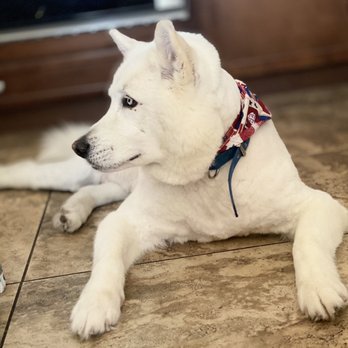 Diamond Paw Grooming - Pet Groomers Near Me - Fontana, California