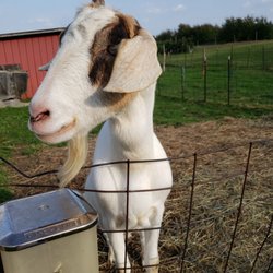 Kapnick Orchards