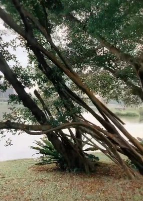 Jurong Lake Gardens by null