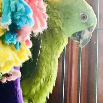 Toulouse Vineyards and Winery - Tasting room parrot! - Wineries Near Me - Philo, California