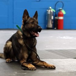 Good Dog Pet Training
