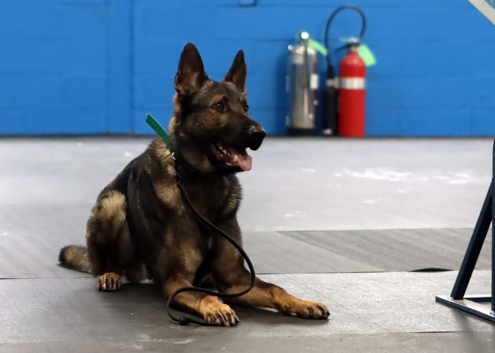 Good Dog Pet Training - pet boarding facility in Mahwah, NJ
