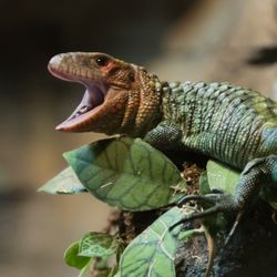 Daytona Aquarium and Rainforest Adventure - "Hello!", squeeks our Caiman Lizard.