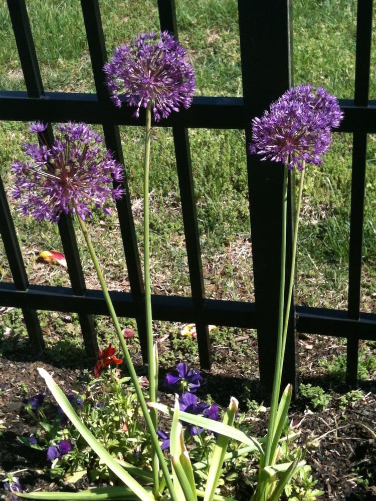 Emogene Dolin Jones Hospice - grief counselor in Huntington, WV