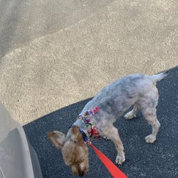 House of Pets Grooming - dog