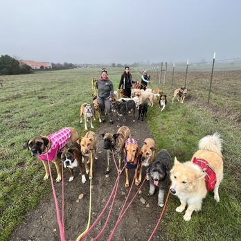 Canine Excellence - Dog Walkers Near Me Canine Excellence - Dog Walkers Near Me