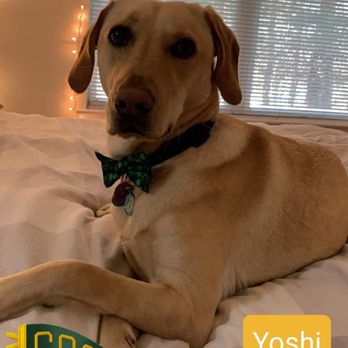 Breaking Bad Dog Training - Yoshi - Pet Training Near Me - Temple, Georgia