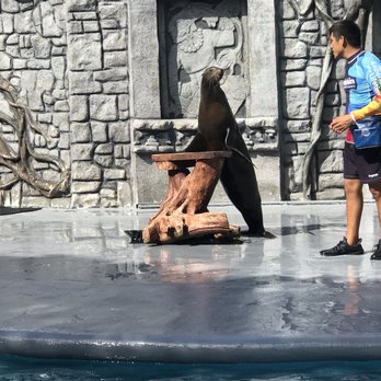 Chankanaab - Super cute show - Water Parks Near Me - Cozumel, ROO Chankanaab - Super cute show - Water Parks Near Me - Cozumel, ROO