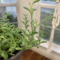 Lowe's Home Improvement - I hardly buy plants from big stores like this but I couldn't resist this String of Dolphins! Only $12.98.