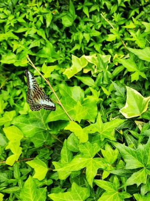 The Original Mackinac Island Butterfly House & Insect World by null