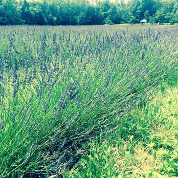 Terre Bleu - Beautiful different kinds of kavender - Farms Near Me - Elora, Ontario Terre Bleu - Beautiful different kinds of kavender - Farms Near Me - Elora, Ontario