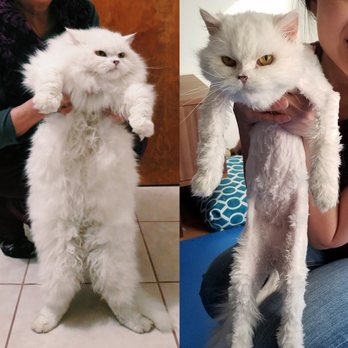 14 Year Old Persian Himalayan Cat Before And After The Shave Yelp