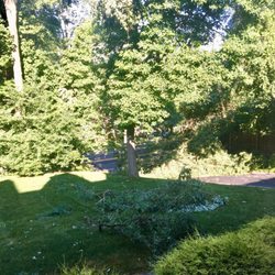 Honor Tree & Lawn Service - Before