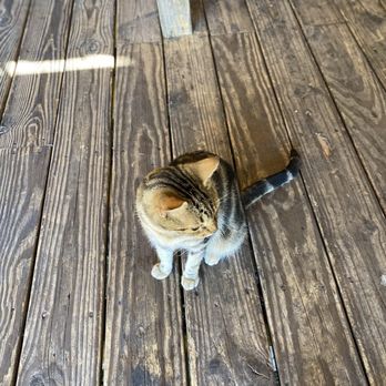 The Little Big Cup - The cat is so sweet ! - Coffee & Tea Near Me - Arnaudville, Louisiana The Little Big Cup - The cat is so sweet ! - Coffee & Tea Near Me - Arnaudville, Louisiana
