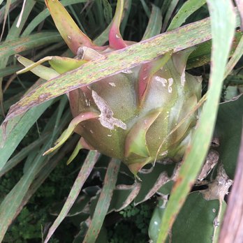 Maui Nui Farm - Dragon fruit on the vine. - Farmers Market Near Me - Kula, Hawaii Maui Nui Farm - Dragon fruit on the vine. - Farmers Market Near Me - Kula, Hawaii