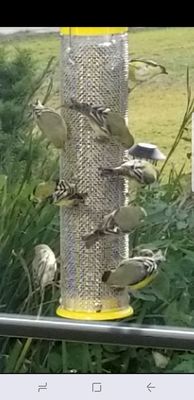 Wild Birds Unlimited 720 N Moorpark Rd Thousand Oaks Ca Pet Shops
