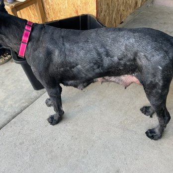 209 Club Pet - were they not sure what setting of shaver to use? - Pet Groomers Near Me - Stockton, California 209 Club Pet - were they not sure what setting of shaver to use? - Pet Groomers Near Me - Stockton, California