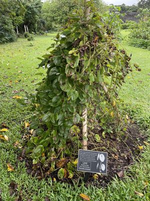 Kahanu Garden, National Tropical Botanical Garden by null