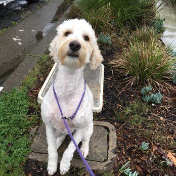 Paw Zone Mobile - Bree ... Happy, clean and trim :) - Pet Groomers Near Me - Santa Rosa, California