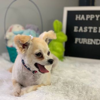 paw shoppe long beach