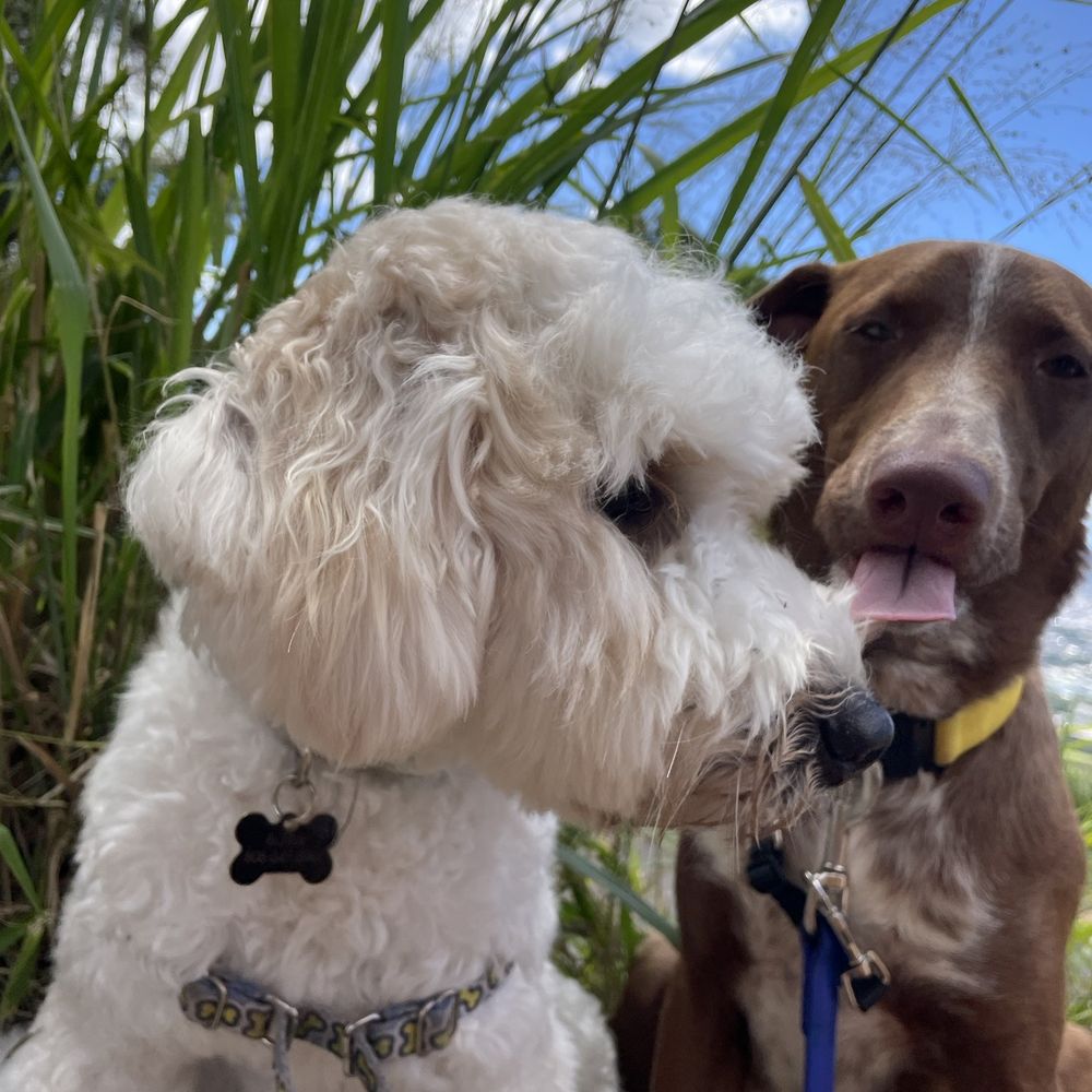 WolfPack Adventures HI - Dog Walkers Near Me WolfPack Adventures HI - Dog Walkers Near Me