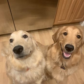 Vail Ranch Goldens - Pet Breeders Near Me Vail Ranch Goldens - Pet Breeders Near Me