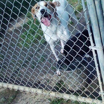 Sunny Meadows Safe Haven For Pets - Animal Shelters Near Me - Memphis, Tennessee