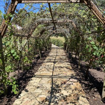 Running Hare Vineyard - a walkway lined with vines - Wineries Near Me - Prince Frederick, Maryland Running Hare Vineyard - a walkway lined with vines - Wineries Near Me - Prince Frederick, Maryland