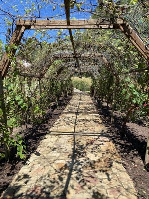 Running Hare Vineyard by null