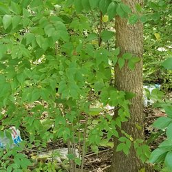 Deer Creek Camping Resort - Trashy park